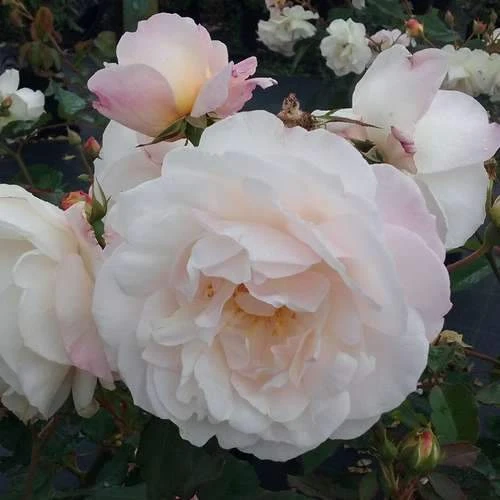 Rosa Gruss An Achen - Old Shrub Rose 5 Rosa Gruss An Achen - Old Shrub Rose - Image 5