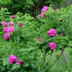 Rosa Hansa - Rugosa Rose -Future Forests Rosa Hansa 4