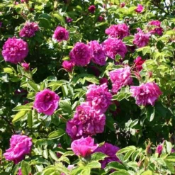 Rosa Hansa - Rugosa Rose -Future Forests Rosa Hansa 5