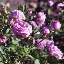 Rosa Hermosa - Old Shrub Rose -Future Forests Rosa Hermosa 03