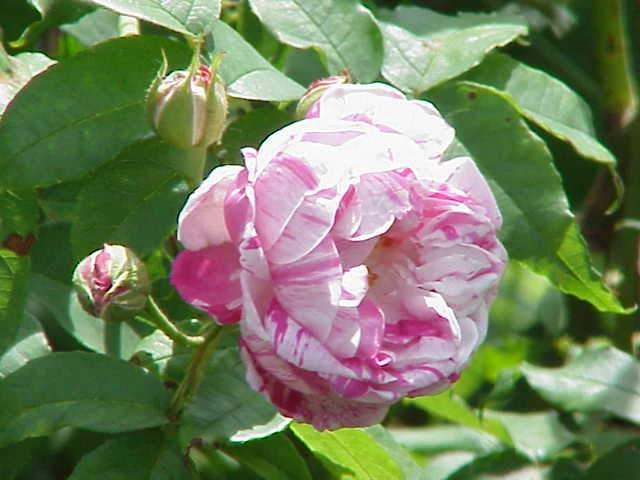 Rosa Honorine De Brabant - Old Shrub Rose 3 Rosa Honorine De Brabant - Old Shrub Rose - Image 3