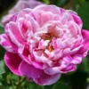 Rosa Honorine De Brabant - Old Shrub Rose