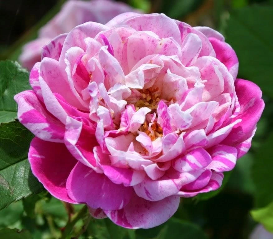 Rosa Honorine De Brabant - Old Shrub Rose 1 Rosa Honorine De Brabant - Old Shrub Rose