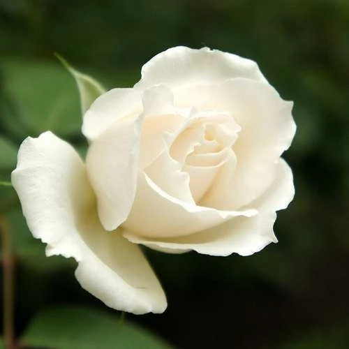 Rosa Iceberg - Climbing Rose 2 Rosa Iceberg - Climbing Rose - Image 2