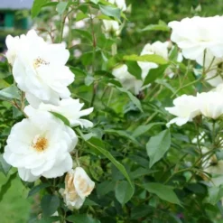 Rosa Iceberg - Climbing Rose 8 Rosa Iceberg - Climbing Rose -Future Forests Rosa Iceberg 3