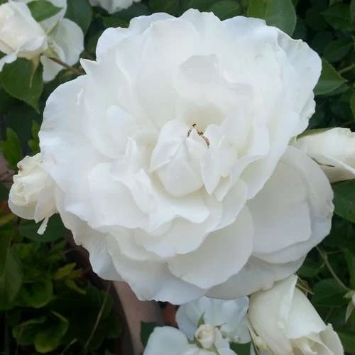 Rosa Iceberg - Climbing Rose 4 Rosa Iceberg - Climbing Rose - Image 4