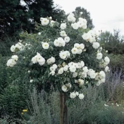 Rosa Iceberg - Climbing Rose 10 Rosa Iceberg - Climbing Rose -Future Forests Rosa Iceberg Standard 1