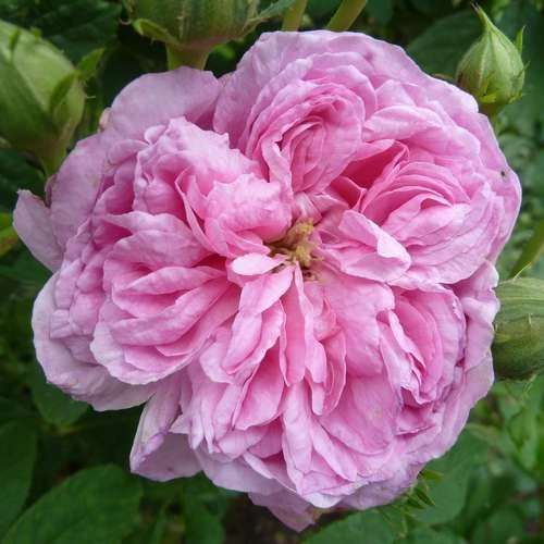 Rosa Ispahan - Old Shrub Rose 1 Rosa Ispahan - Old Shrub Rose