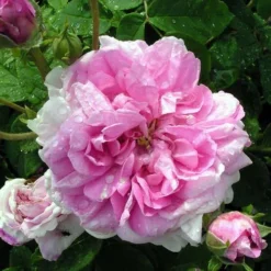 Rosa Ispahan - Old Shrub Rose 5 Rosa Ispahan - Old Shrub Rose -Future Forests Rosa Ispahan 4