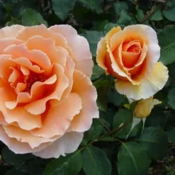 Rosa Just Joey - Hybrid Tea Shrub Rose -Future Forests Rosa Just Joey 1