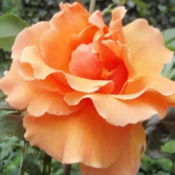 Rosa Just Joey - Hybrid Tea Shrub Rose -Future Forests Rosa Just Joey 2