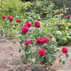 Rosa Auscrim (L.D. Braithwaite) - David Austin Shrub Rose -Future Forests Rosa L D Braithwaite 2