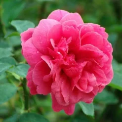 Rosa Auscrim (L.D. Braithwaite) - David Austin Shrub Rose -Future Forests Rosa L D Braithwaite 3