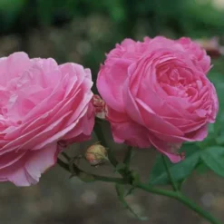 Rosa Louise Odier - Old Shrub Rose 7 Rosa Louise Odier - Old Shrub Rose -Future Forests Rosa Louise Odier 3
