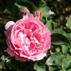 Rosa Louise Odier - Old Shrub Rose 8 Rosa Louise Odier - Old Shrub Rose -Future Forests Rosa Louise Odier 4