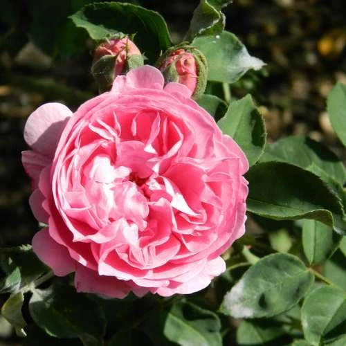 Rosa Louise Odier - Old Shrub Rose 4 Rosa Louise Odier - Old Shrub Rose - Image 4