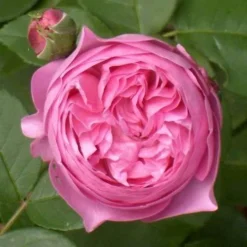 Rosa Louise Odier - Old Shrub Rose 9 Rosa Louise Odier - Old Shrub Rose -Future Forests Rosa Louise Odier X