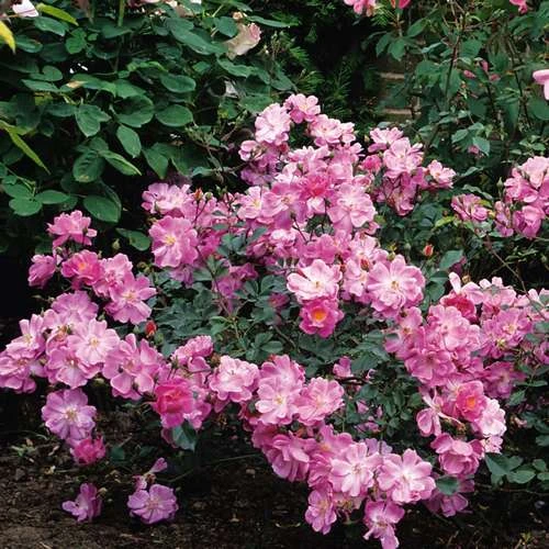 Rosa Magic Carpet - Groundcover Rose 2 Rosa Magic Carpet - Groundcover Rose - Image 2