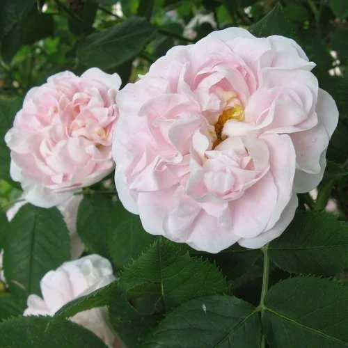 Rosa Maiden’s Blush - Old Shrub Rose 1 Rosa Maiden’s Blush - Old Shrub Rose