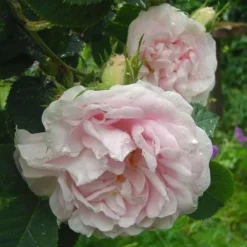 Rosa Maiden’s Blush - Old Shrub Rose 6 Rosa Maiden’s Blush - Old Shrub Rose -Future Forests Rosa Maidens Blush 2
