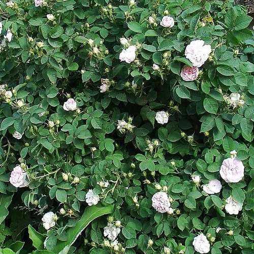 Rosa Maiden’s Blush - Old Shrub Rose 2 Rosa Maiden’s Blush - Old Shrub Rose - Image 2