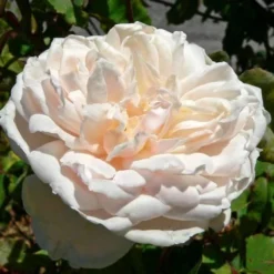 Rosa Mme Alfred Carriere - Climbing Rose -Future Forests Rosa Mme Alfred Carriere 3