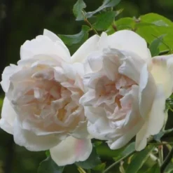 Rosa Mme Alfred Carriere - Climbing Rose -Future Forests Rosa Mme Alfred Carriere 4