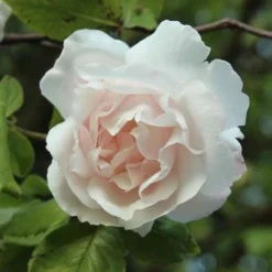 Rosa Mme Alfred Carriere - Climbing Rose -Future Forests Rosa Mme Alfred Carriere 5