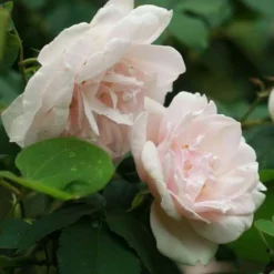 Rosa Mme Alfred Carriere - Climbing Rose -Future Forests Rosa Mme Alfred Carriere 6