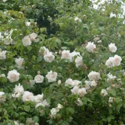 Rosa Mme Alfred Carriere - Climbing Rose -Future Forests Rosa Mme Alfred Carriere 7