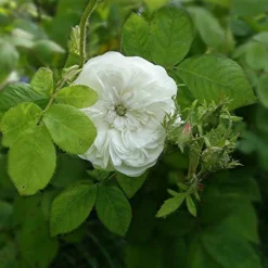 Rosa Madame Hardy - Old Shrub Rose