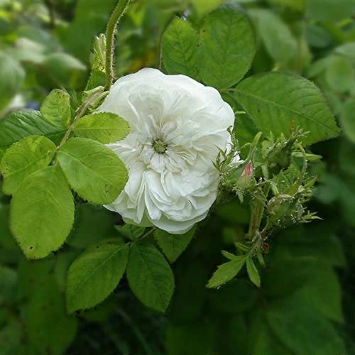 Rosa Madame Hardy - Old Shrub Rose 1 Rosa Madame Hardy - Old Shrub Rose