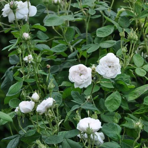 Rosa Madame Hardy - Old Shrub Rose 2 Rosa Madame Hardy - Old Shrub Rose - Image 2