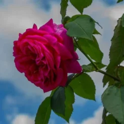 Rosa Mme Isaac Pereire - Old Shrub/Climbing Rose 5 Rosa Mme Isaac Pereire - Old Shrub/Climbing Rose -Future Forests Rosa Mme Isaac Pereire 1