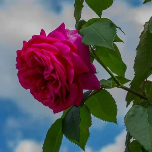 Rosa Mme Isaac Pereire - Old Shrub/Climbing Rose 2 Rosa Mme Isaac Pereire - Old Shrub/Climbing Rose - Image 2