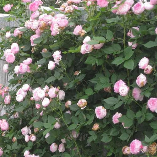 Rosa Mme Pierre Oger - Old Shrub Rose 3 Rosa Mme Pierre Oger - Old Shrub Rose - Image 3