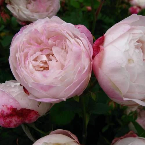 Rosa Mme Pierre Oger - Old Shrub Rose 1 Rosa Mme Pierre Oger - Old Shrub Rose