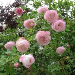 Rosa Mme Pierre Oger - Old Shrub Rose 9 Rosa Mme Pierre Oger - Old Shrub Rose -Future Forests Rosa Mme Pierre Oger 4