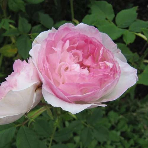 Rosa Mme Pierre Oger - Old Shrub Rose 2 Rosa Mme Pierre Oger - Old Shrub Rose - Image 2