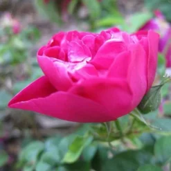 Rosa Mrs Anthony Waterer - Rugosa Rose -Future Forests Rosa Mrs Anthony Waterer 3