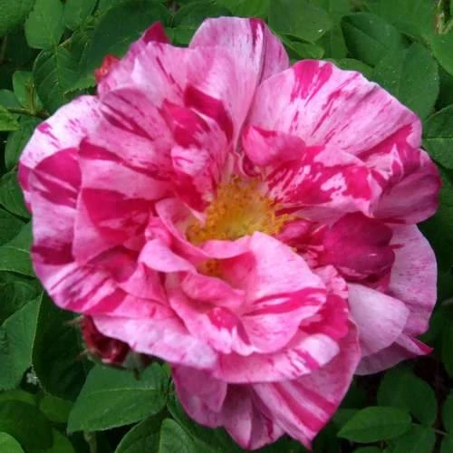 Rosa Mundi - Old Gallica Shrub Rose 1 Rosa Mundi - Old Gallica Shrub Rose