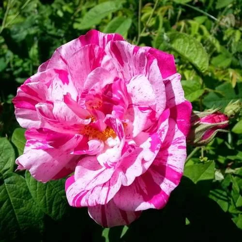 Rosa Mundi - Old Gallica Shrub Rose 2 Rosa Mundi - Old Gallica Shrub Rose - Image 2