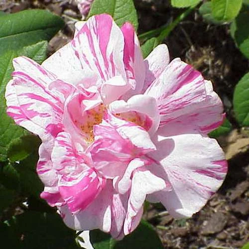 Rosa Mundi - Old Gallica Shrub Rose 3 Rosa Mundi - Old Gallica Shrub Rose - Image 3