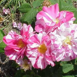 Rosa Mundi - Old Gallica Shrub Rose 10 Rosa Mundi - Old Gallica Shrub Rose -Future Forests Rosa Mundi 5