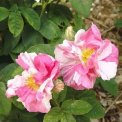 Rosa Mundi - Old Gallica Shrub Rose 11 Rosa Mundi - Old Gallica Shrub Rose -Future Forests Rosa Mundi X
