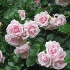 Rosa New Dawn - Climbing Rose -Future Forests Rosa New Dawn 2