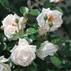Rosa New Dawn - Climbing Rose -Future Forests Rosa New Dawn 3