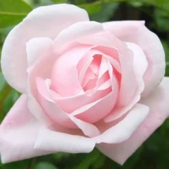 Rosa New Dawn - Climbing Rose -Future Forests Rosa New Dawn 4