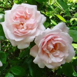 Rosa New Dawn - Climbing Rose -Future Forests Rosa New Dawn 5