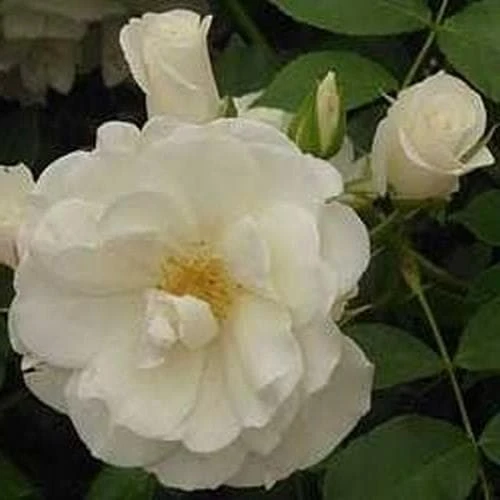 Rosa Notre-Dame De Calais - Climbing Rose 1 Rosa Notre-Dame De Calais - Climbing Rose